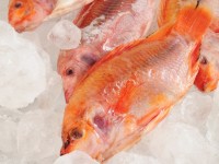 Red Tilapia
