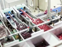 Owoce mrożone w czekoladzie - produkcja Handsman Chillberry