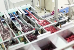 Owoce mrożone w czekoladzie - produkcja Handsman Chillberry